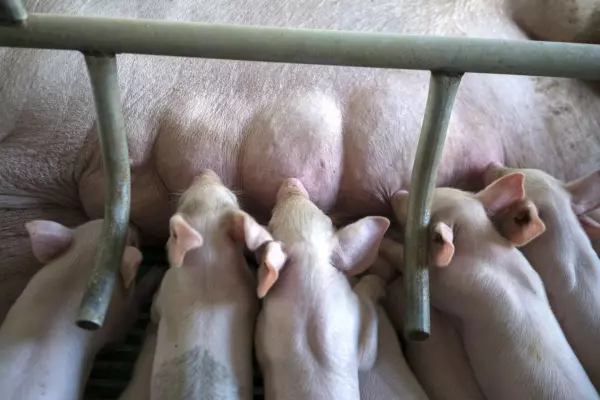 NZPork warns new code will kill 60,000 piglets every year