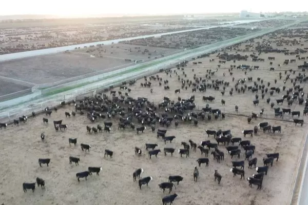 Mid-Canterbury feedlot emptied for M. bovis clean