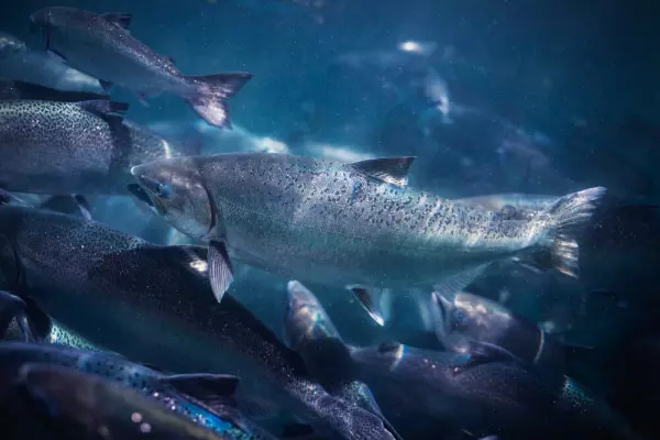 NZ King Salmon defers results but reiterates guidance