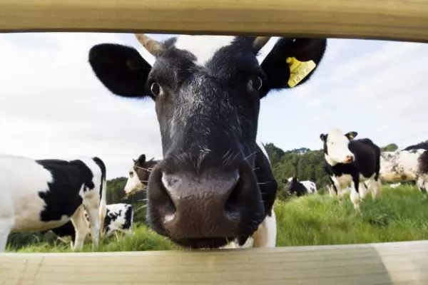 A2 results pull shares into land of milk and honey