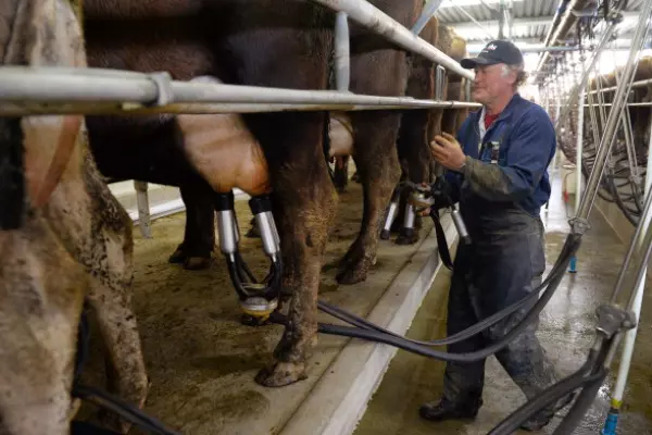 Plunge in whole milk powder worse than expected