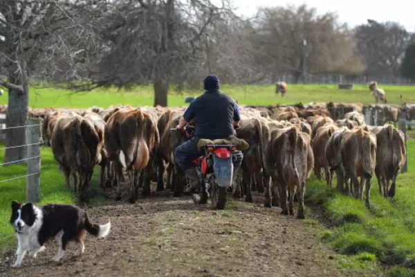 Livestock Improvement Corp posts strong profit but warns of FY26 one-offs