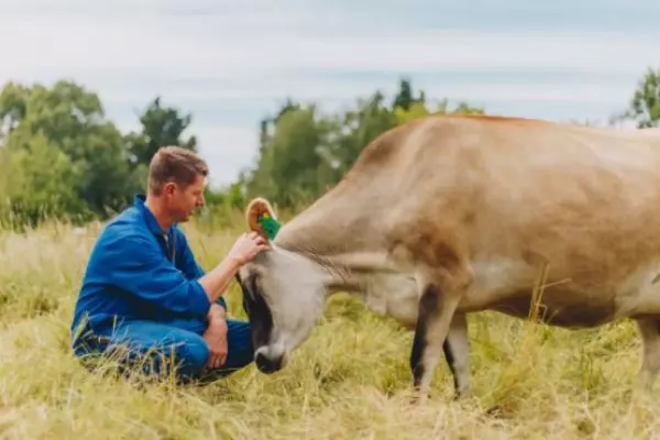 Happy Cow poised to roll out in Auckland, Hamilton