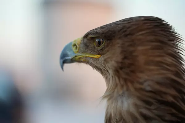 RBNZ rate cuts likely done but the door remains open