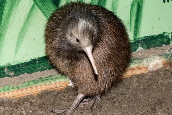 Kiwi dollar to keep winging higher in 2021