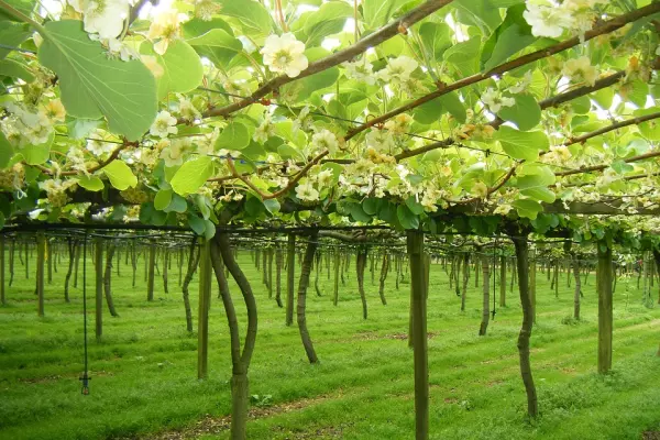 UPDATED: Govt settles kiwifruit claim for $40m