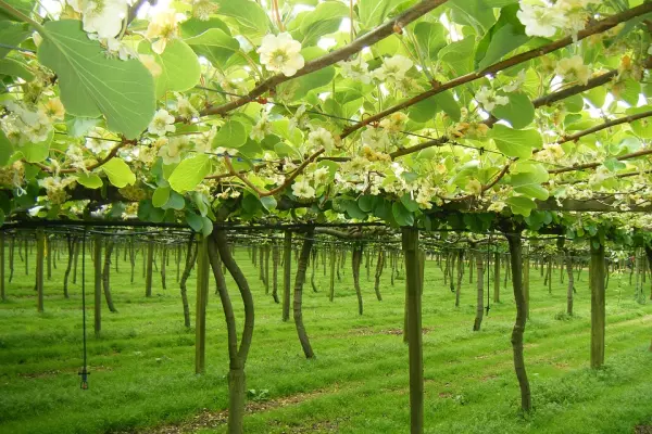 Kiwifruit supplier seeks major acquisition