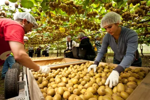 Fruit-picking subsidy flops as Kiwis stay put