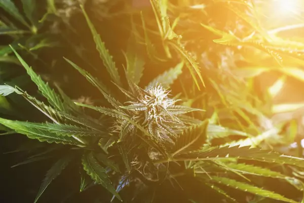 Three medical cannabis firms propose roll-up into one united firm