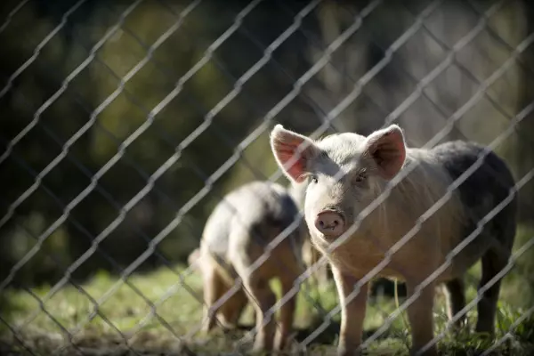 NZ Pork welcomes country of origin recommendation