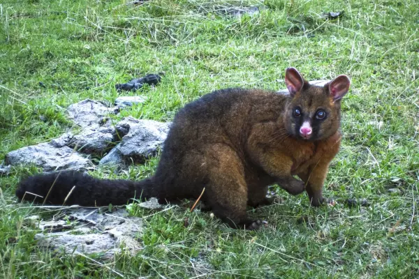 NZ leads the world in clearing islands of animal predators