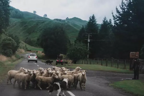 NZ Rural Land Co’s $150m IPO a step closer