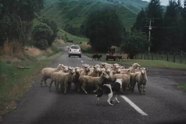 Wake Up Call: Jeremy Clarkson's sheep shot at NZ farmers