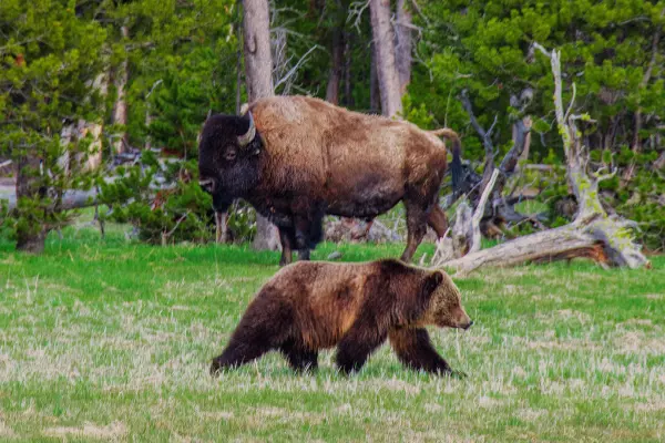 Bear Tuesday: NZ joins global stock rout