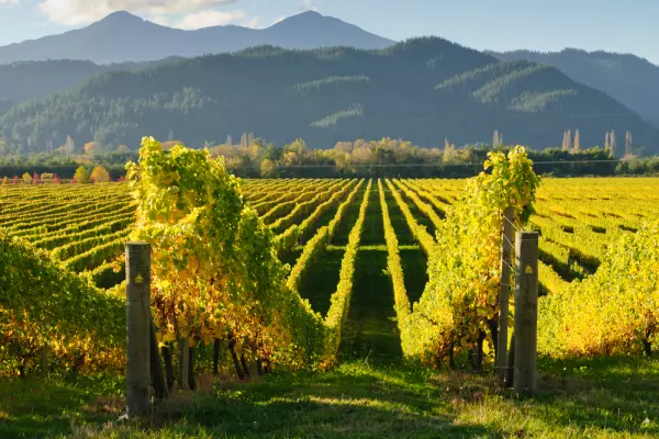The wine industry – where can you invest?
