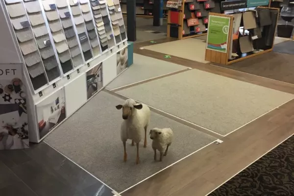 Wools of NZ floors its new wool carpet strategy