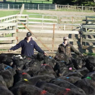 On-farm inflation close to 40-year high says Beef+Lamb New Zealand