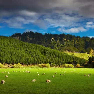 Concern growing about the carbon farming threat to sheep and beef sector