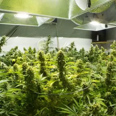 Tilray corners NZ  medicinal cannabis market, for now
