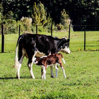 NZ's Farm, Fish & Forestry News | Business Desk