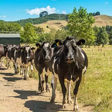 Rural Equities buys another Canterbury dairy farm
