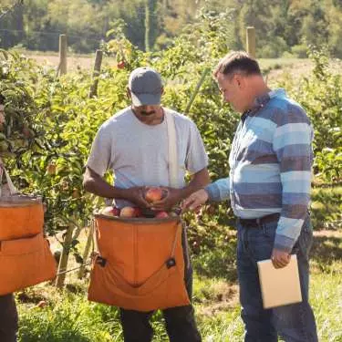 Orchards need pickers – policy isn't delivering them