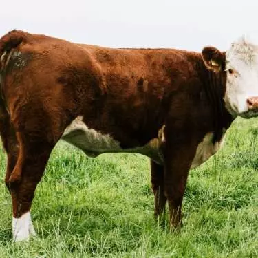 NZ beef exports set to rise