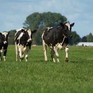 ANZ lowers milk price forecast for this and next season