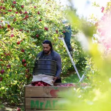 NZ pip and kiwifruit hurt by weather and covid disruptions