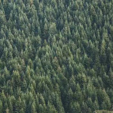 Forestry law change highlights competing priorities