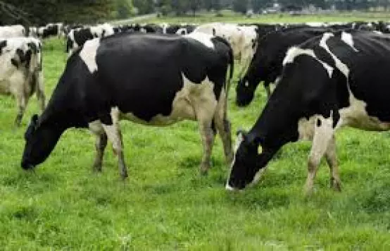 Another $500 million for Fonterra farmers