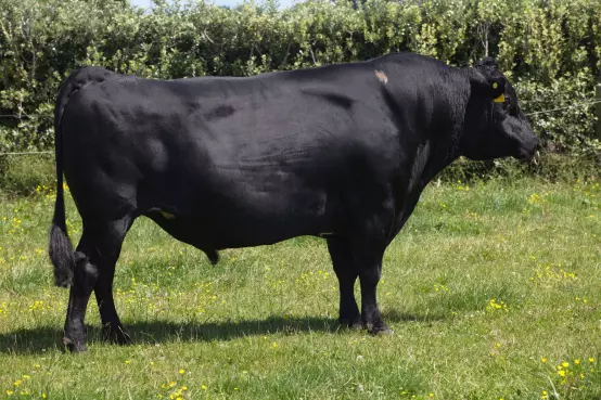 Semen from top sires kept safe and sound