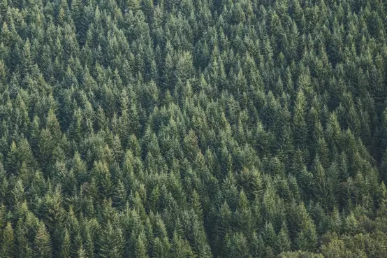 Forestry law change highlights competing priorities