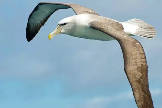 Why the RBNZ's bond-buying programme is an albatross
