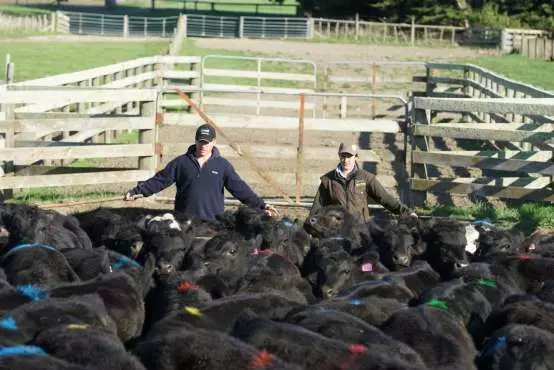 Prices for sheep and beef farm inputs increased 10.2% between March 2021 and March 2022. (Image: Supplied)