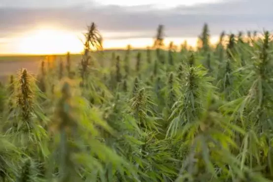 Green light for third cannabis startup on NZX