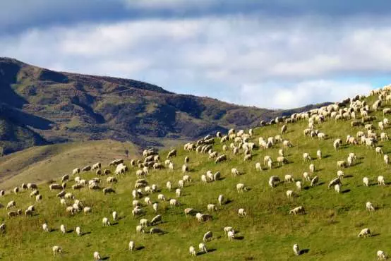NZ Rural Land Co to benefit from high inflation