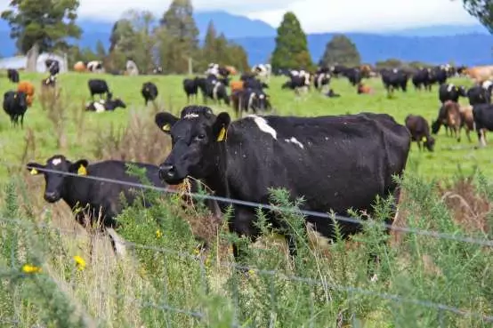 NZ Rural Land Co's first deal $114m purchase of Van Leeuwen farms