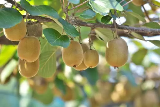 Omicron could threaten kiwifruit harvest
