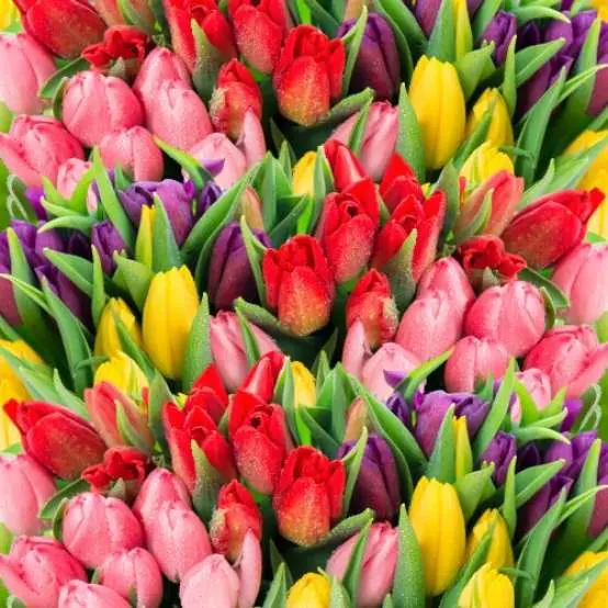 Crypto, through the tulips
