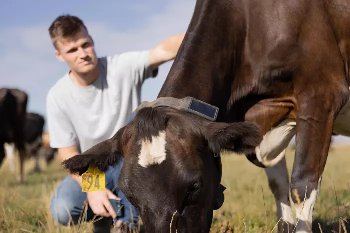 Cow collar start-up Halter takes top spot on Deloitte Fast50