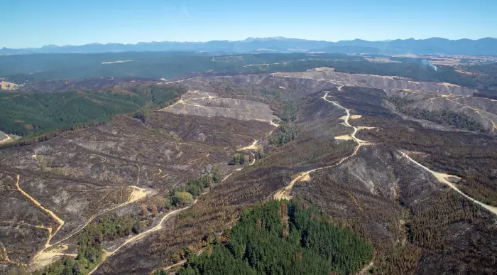 Not much can be done to save Carter Holt Harvey's Tasman sawmill, mayor says