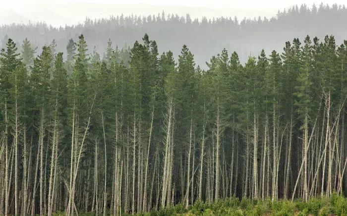 Govt axes 2024 ETS admin fee for forestry