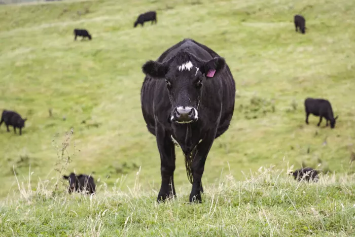 Foot-and-mouth disease detected in Germany