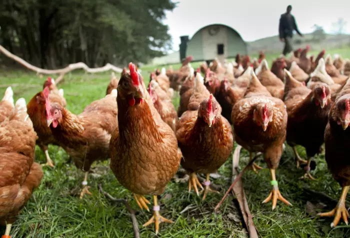 Biosecurity NZ confirms avian influenza in second shed