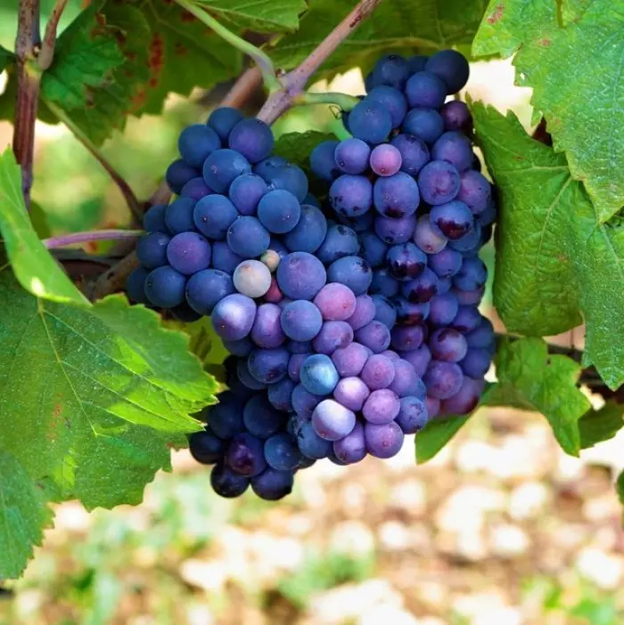 Ata Rangi about to release some single-vineyard pinot noir gems