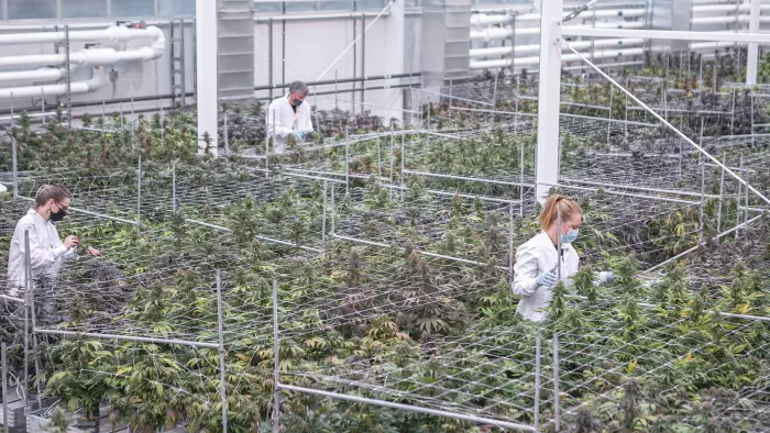 Canadian company sends its first medical cannabis shipment to NZ