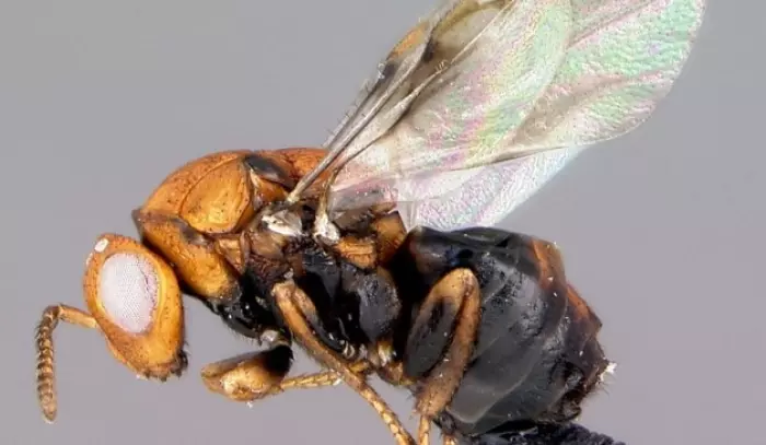 Aussie wasps enlisted to tackle invasive wattle trees