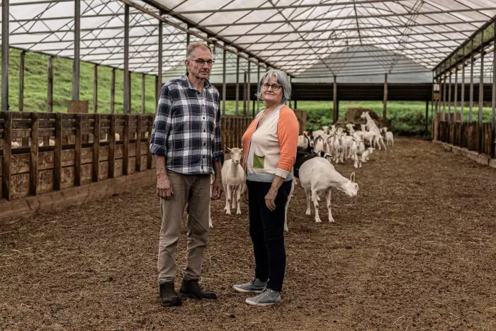 Milked dry: Northland dairy goat farmers’ ‘beautiful dream’ sours in battle with Bank of NZ