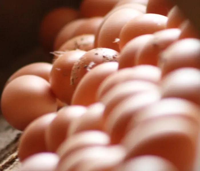Short supply: egg wholesaler goes bust, blames battery hen ban